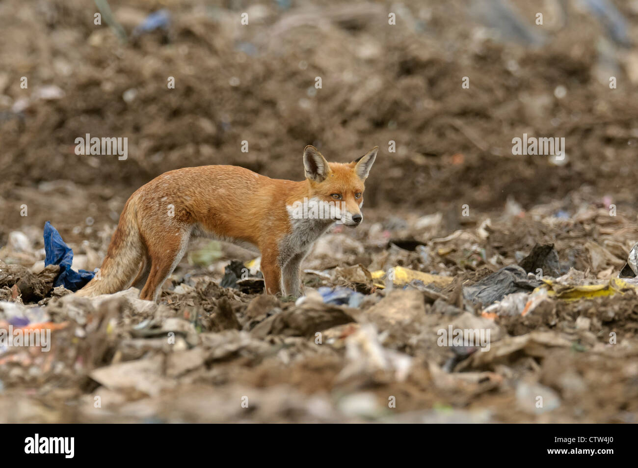 Red fox (Vulpes vulpes) scavenging at landfill site in Essex. August 2011. Stock Photo