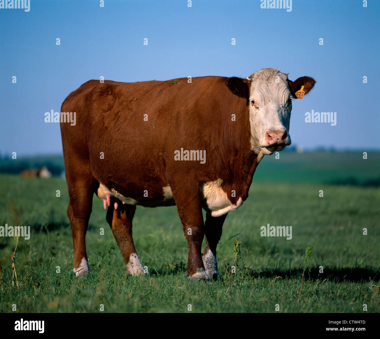LONE WHITE-FACED HEREFORD COW / WESTERN IOWA Stock Photo