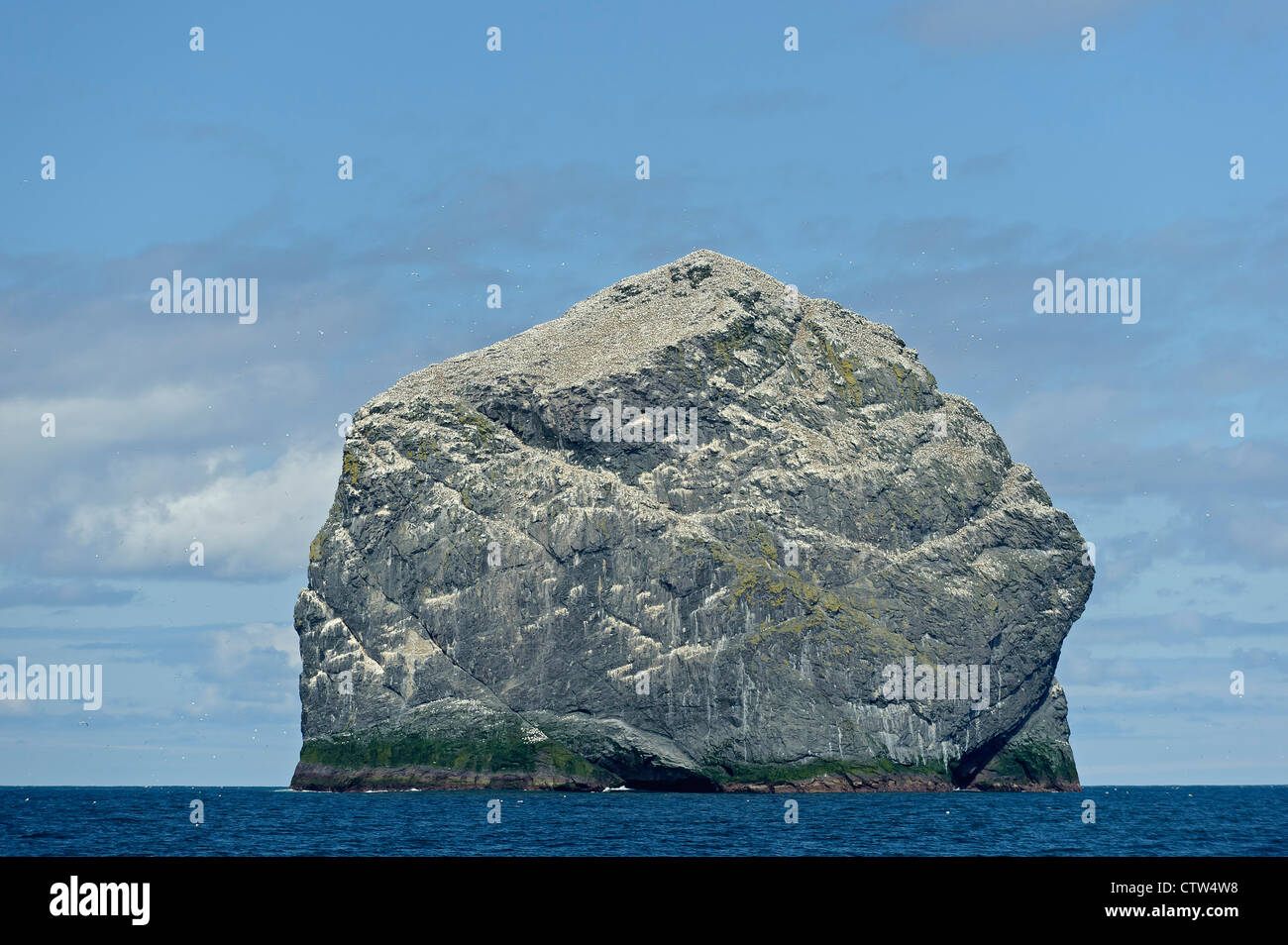 Stac Lee in the Saint KIlda archipelago, with nesting colony of northern gannets (Morus bassanus). Scotland. June. Stock Photo