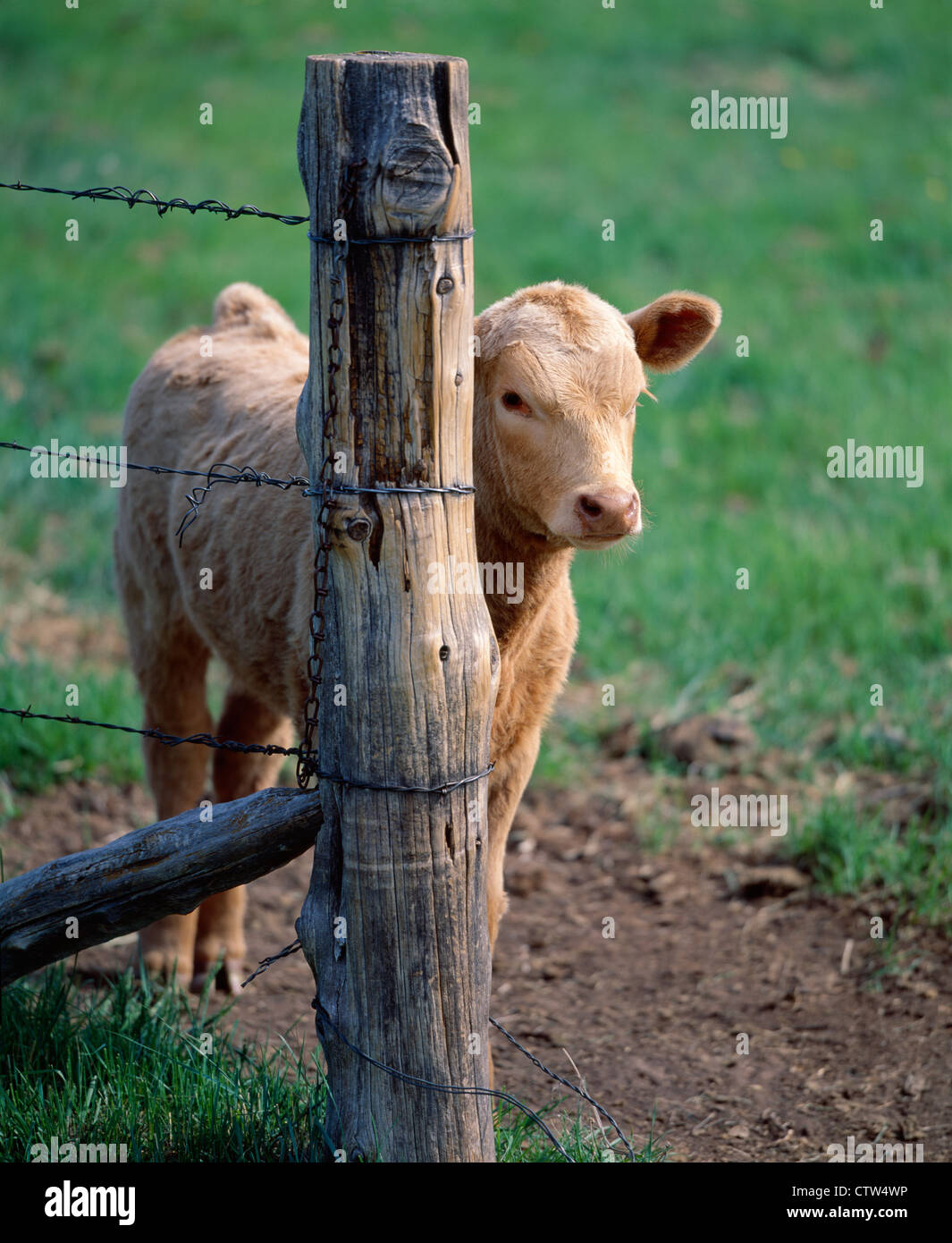 EXCELLENT RED ANGUS X CHAROLAIS CROSSBRED CALF STANDING BY FENCE