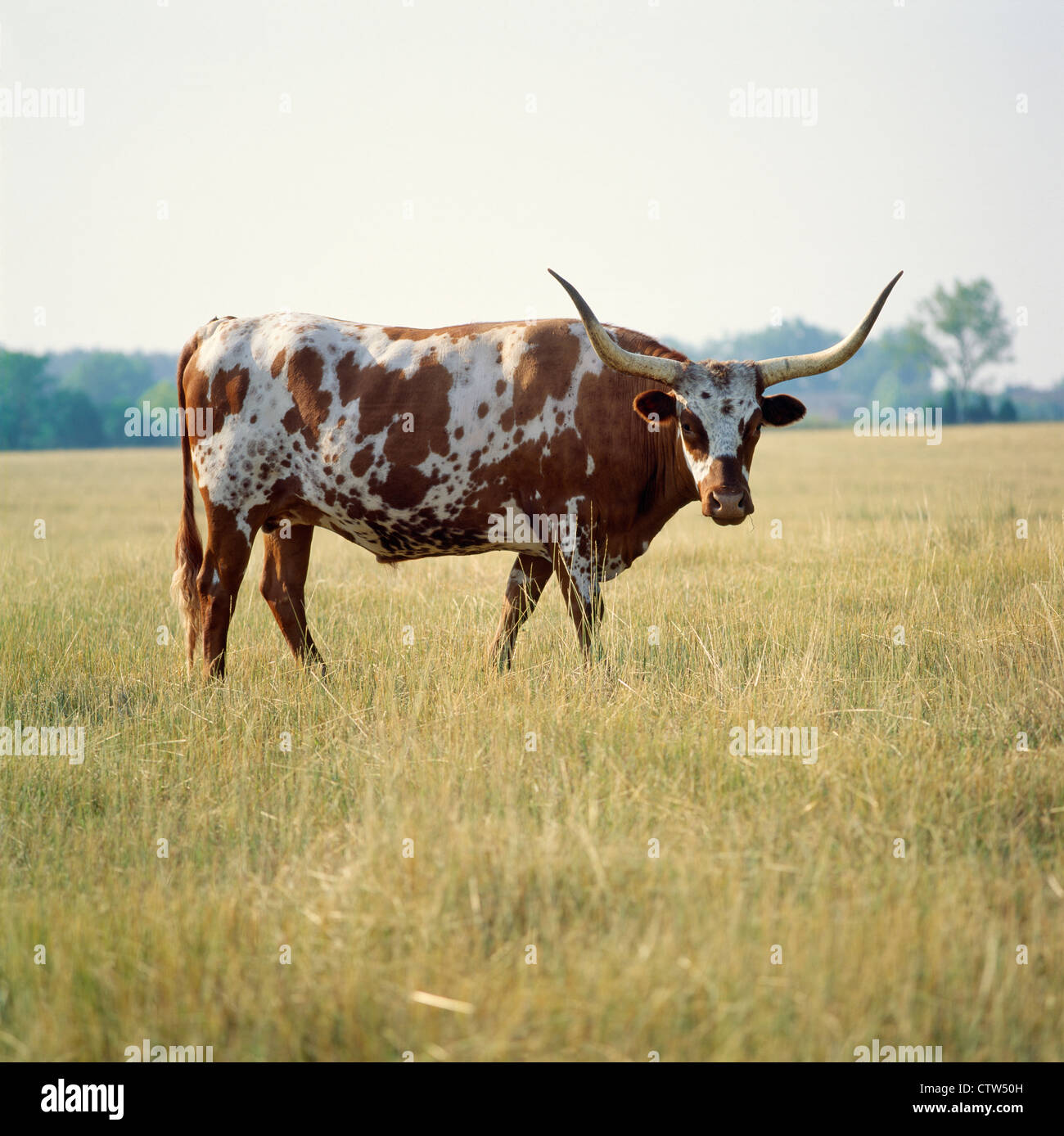 The Year of The Longhorn