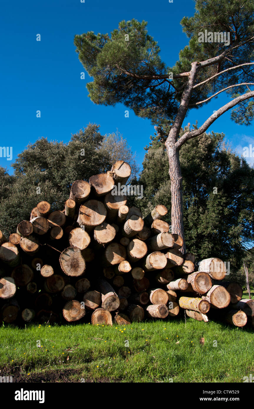Pile cut logs in montseny hi-res stock photography and images - Alamy