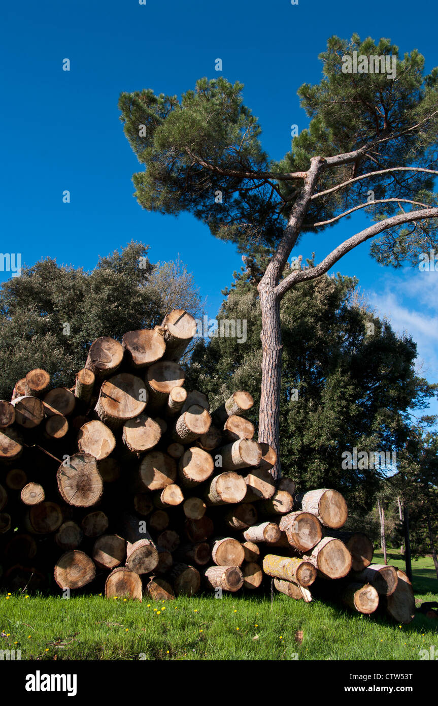 Pile of cut logs in Montseny forest. Spain Stock Photo - Alamy