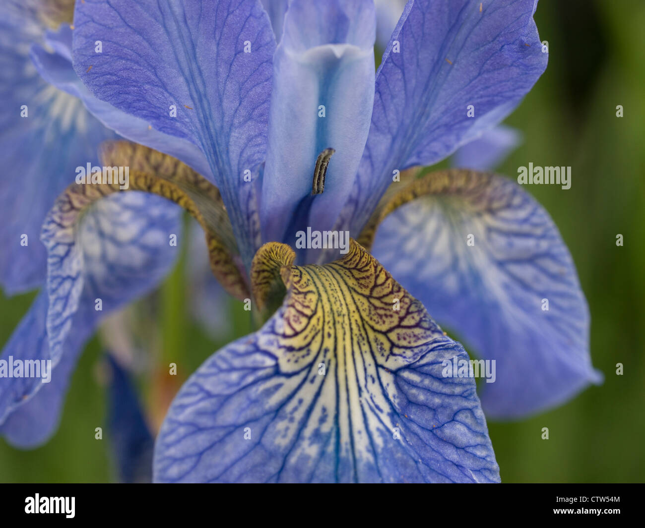 Iris sibirica, Royal Botanic Gardens, Edinburgh Stock Photo