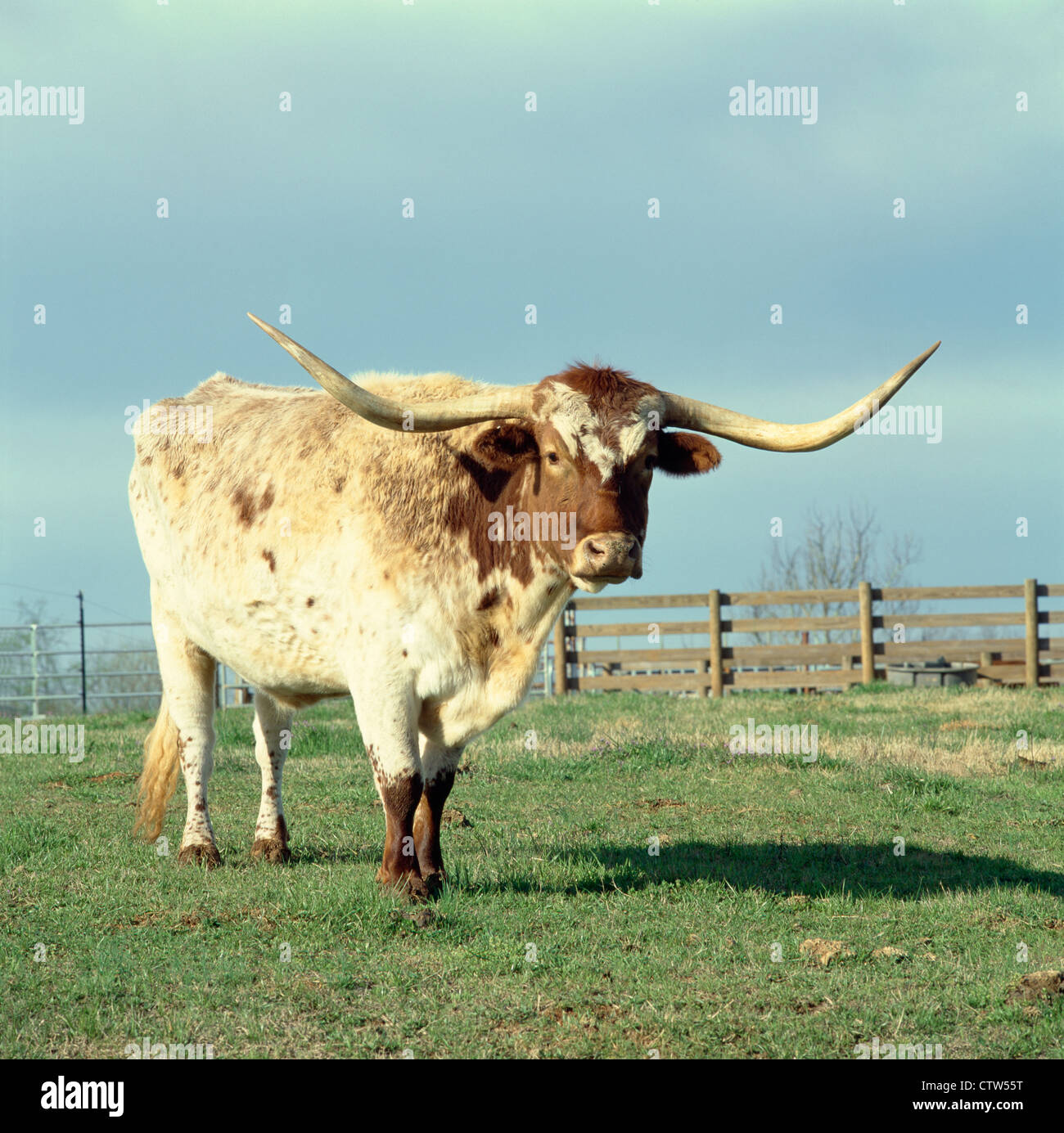 Wide spread horns hires stock photography and images Alamy