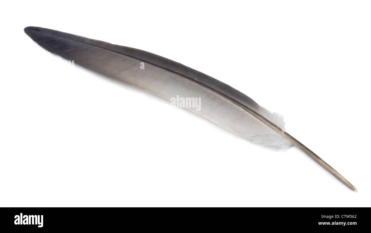 Gray pigeon feather isolated on white Stock Photo