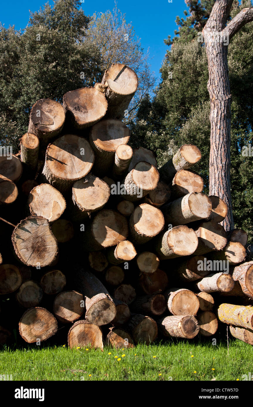 Pile cut logs in montseny hi-res stock photography and images - Alamy