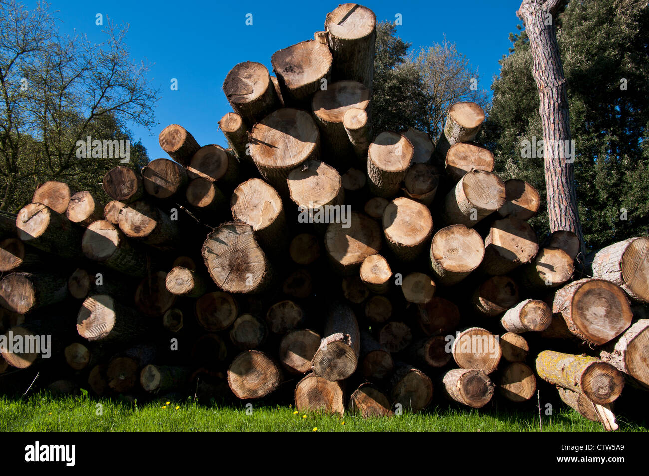 Pile cut logs in montseny hi-res stock photography and images - Alamy