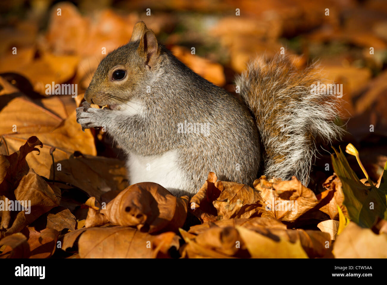 Autumn Squirrel Stock Photo