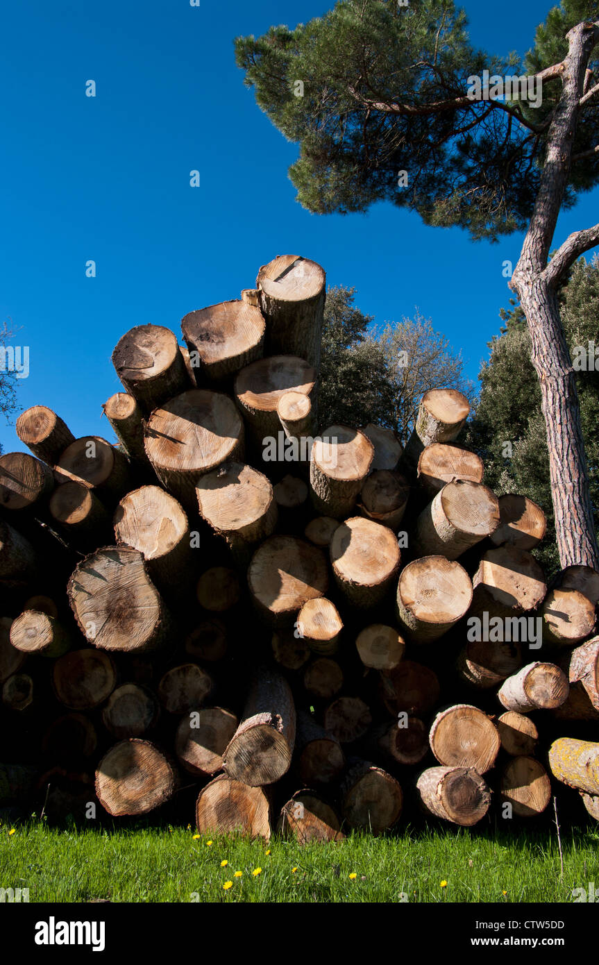 Pile cut logs in montseny hi-res stock photography and images - Alamy