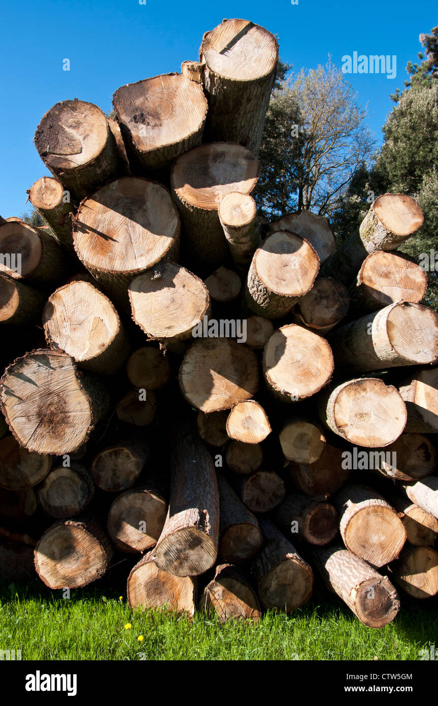 Pile cut logs in montseny hi-res stock photography and images - Alamy