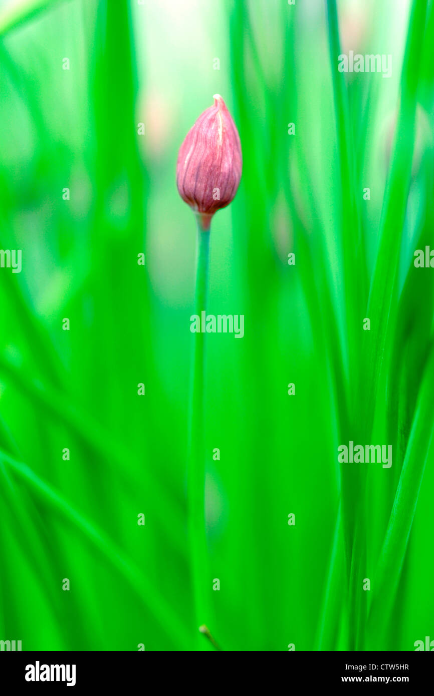Unopened chive flower (Allium schoenoprasum), England, UK Stock Photo