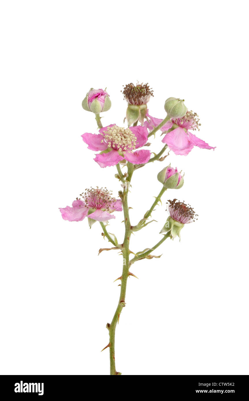 Wild blackberry flowers and buds isolated against white Stock Photo