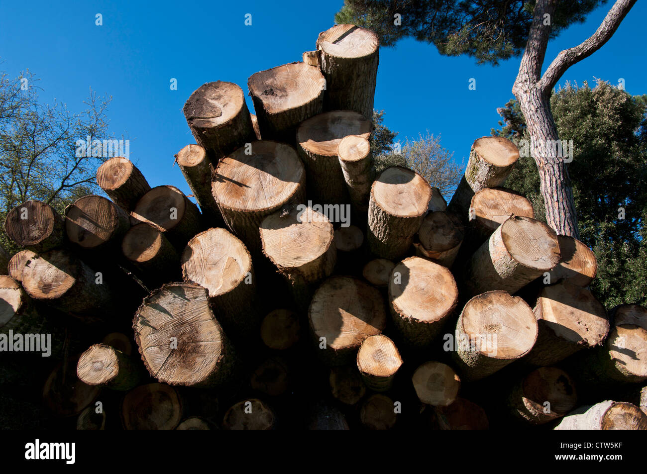 Pile cut logs in montseny hi-res stock photography and images - Alamy
