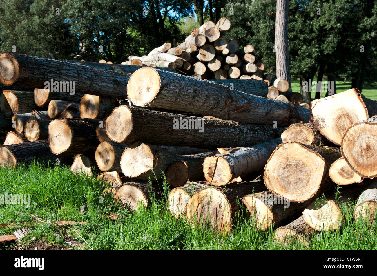Pile cut logs in montseny hi-res stock photography and images - Alamy