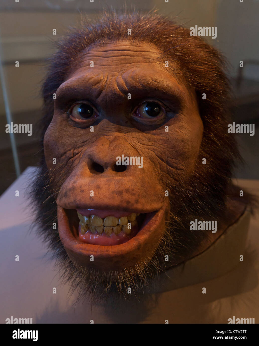 Australopithecus africanus reconstruction - American Museum of Natural History, Washington, DC Stock Photo