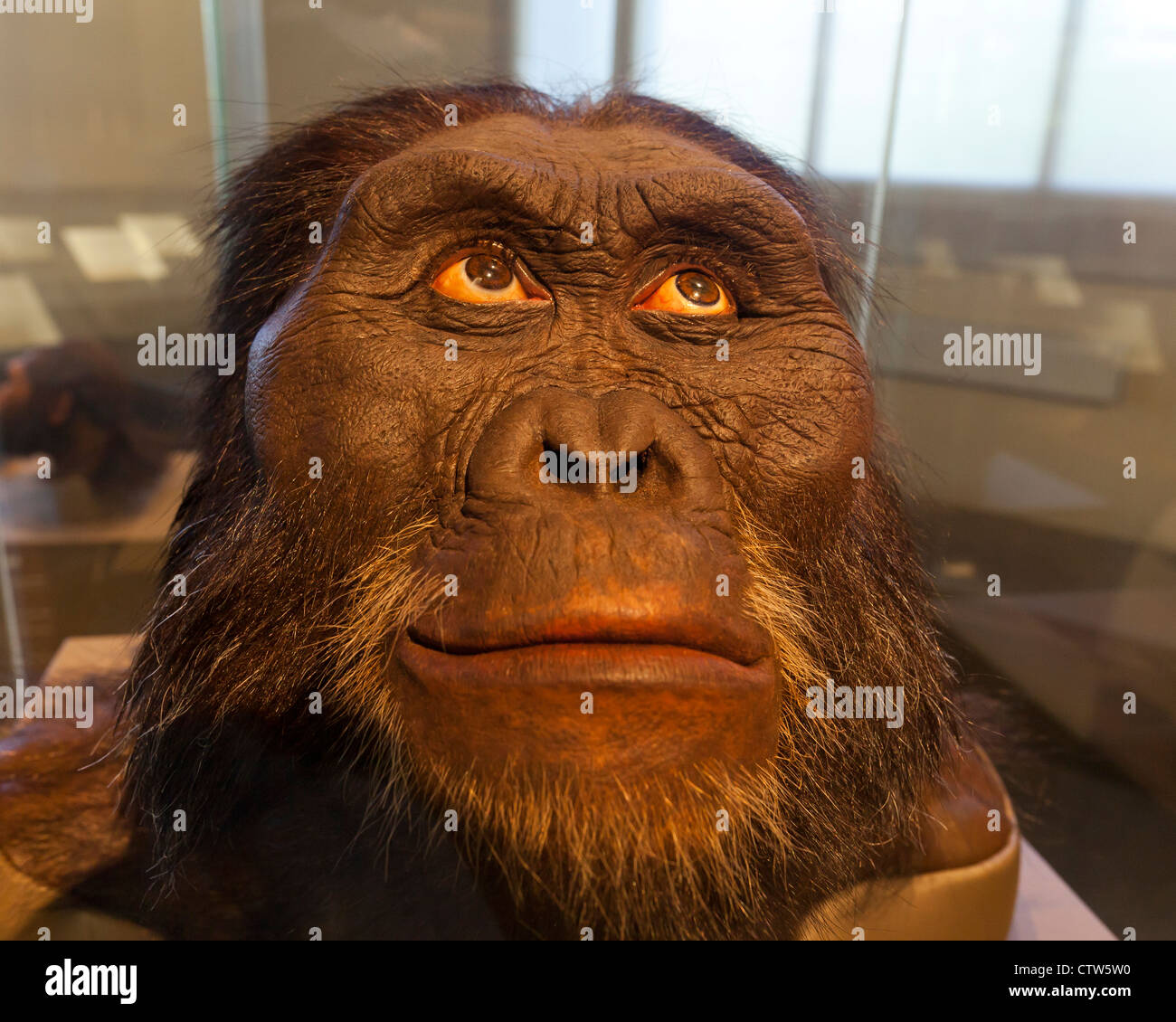 Australopithecus afarensis reconstruction - American Museum of Natural History Stock Photo