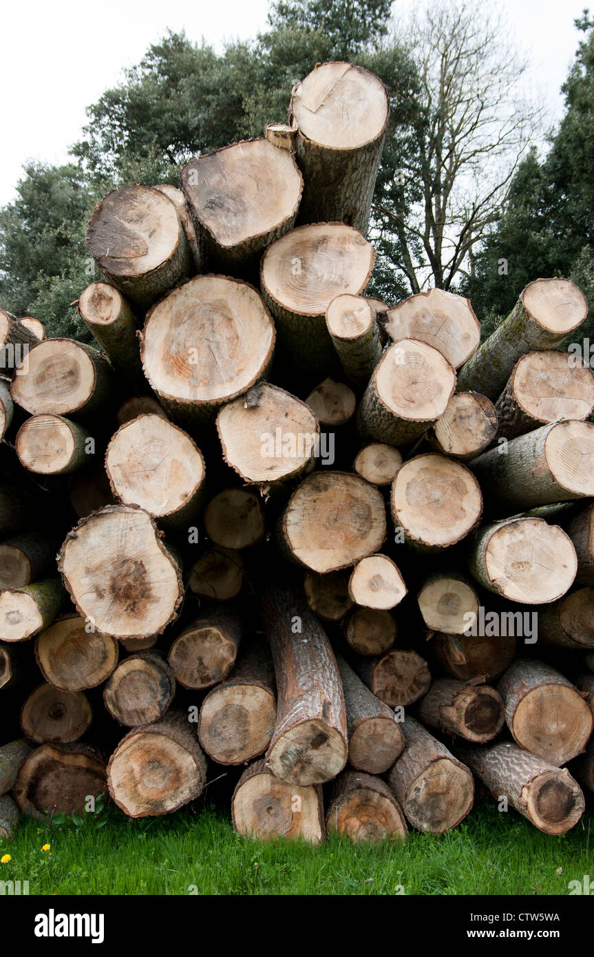 Pile cut logs in montseny hi-res stock photography and images - Alamy