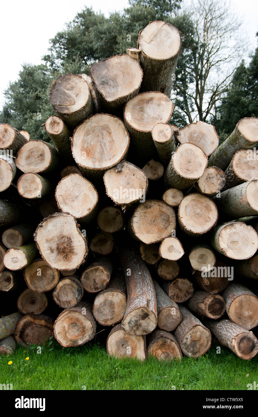 Pile of cut logs in Montseny forest. Spain Stock Photo - Alamy
