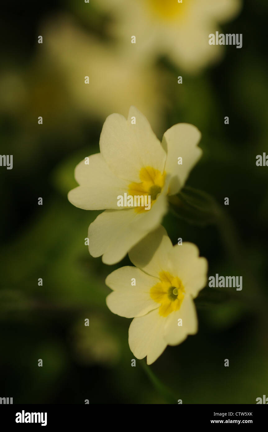 Primrose Primula vulgaris, pale yellow spring flower. Stock Photo