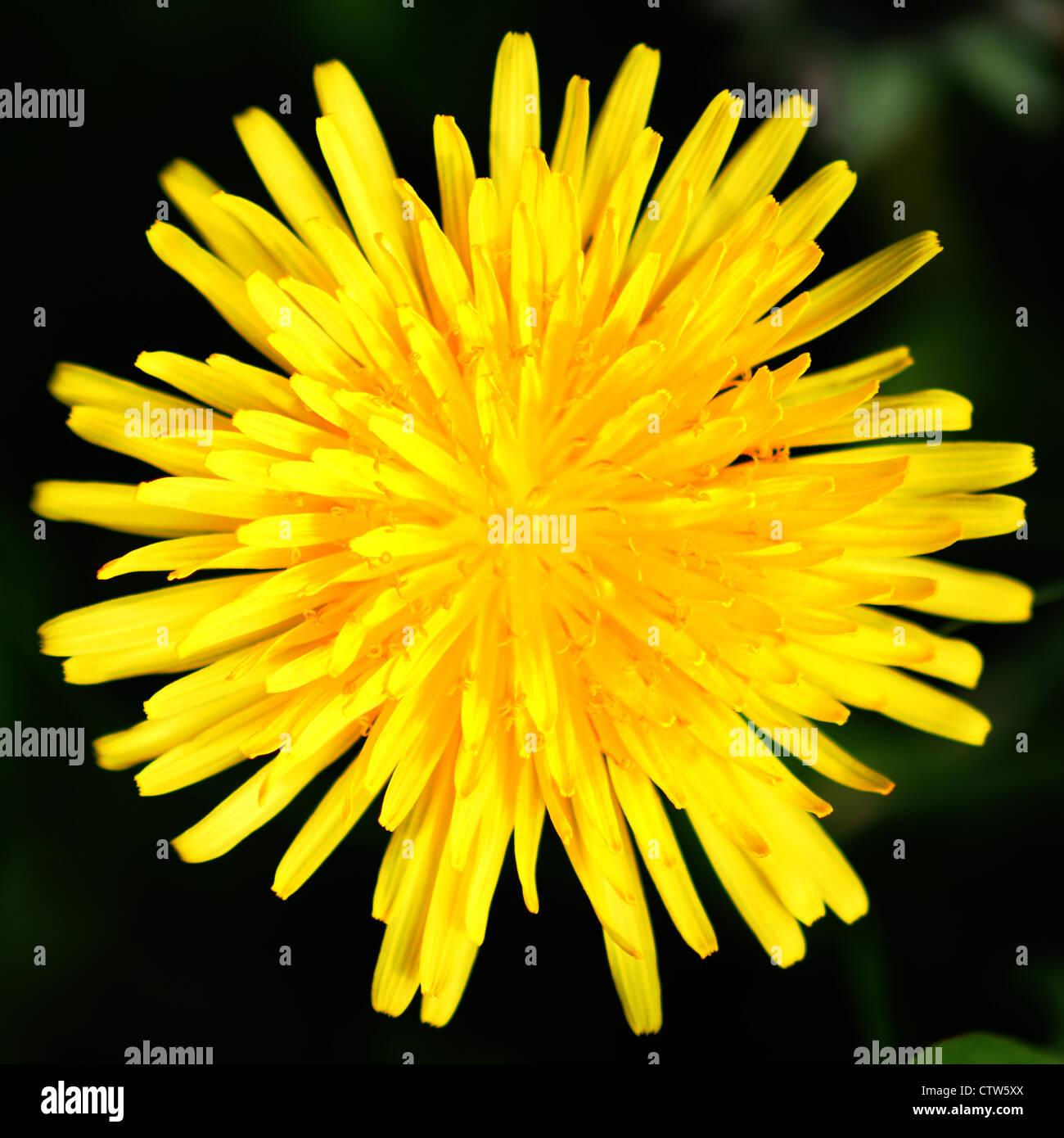 dandelion bright yellow perennial Stock Photo