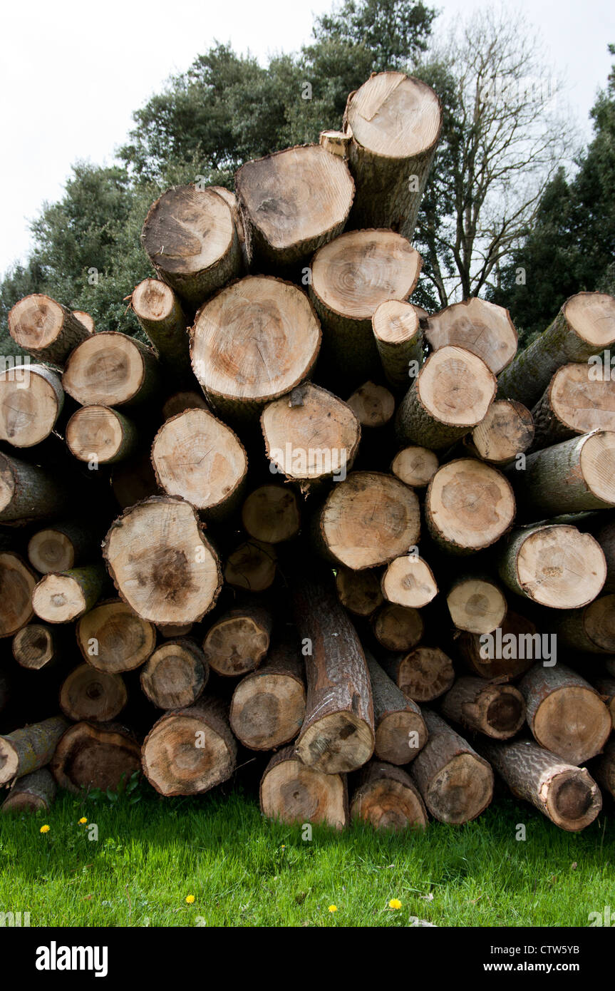 Pile cut logs in montseny hi-res stock photography and images - Alamy