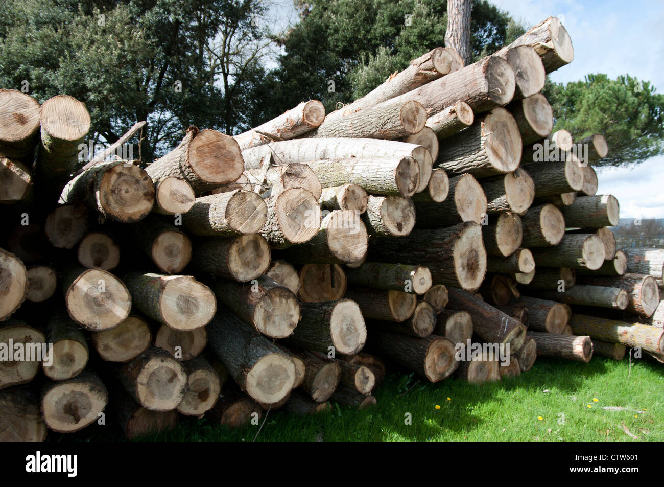 Pile of cut logs in Montseny forest. Spain Stock Photo - Alamy