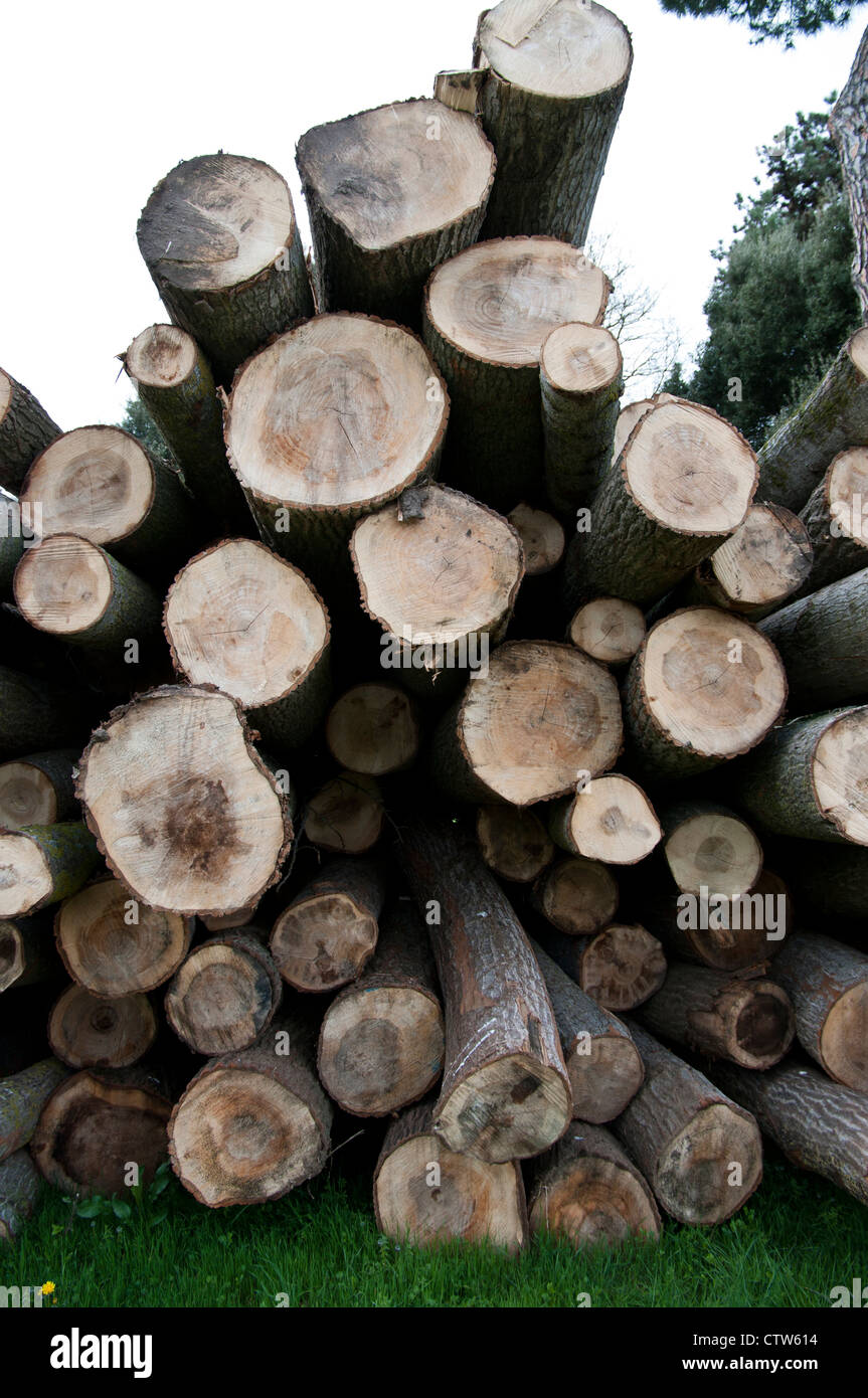 Pile cut logs in montseny hi-res stock photography and images - Alamy