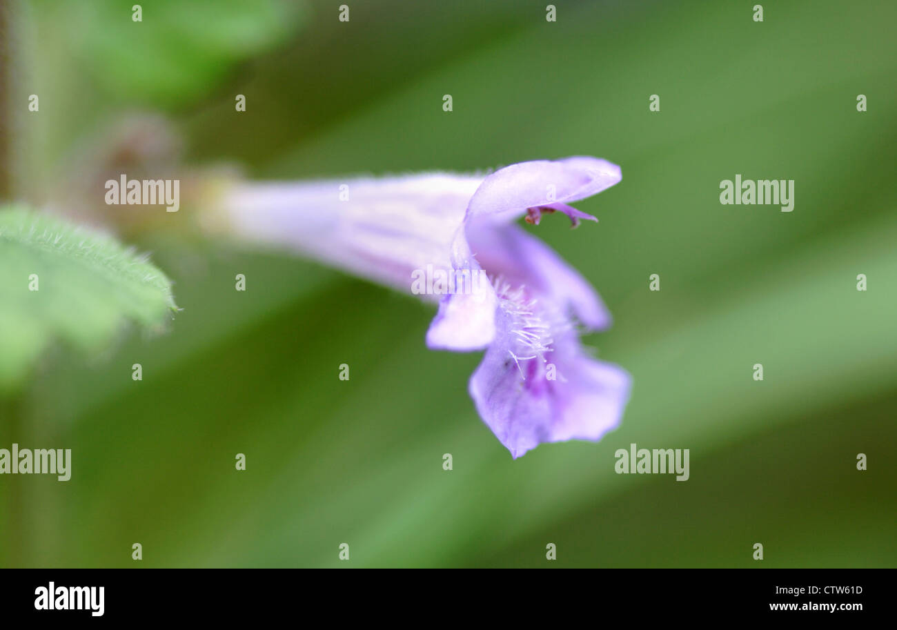 Ground Ivy flower (Gledchoma hederacea) close up, England, UK Stock Photo