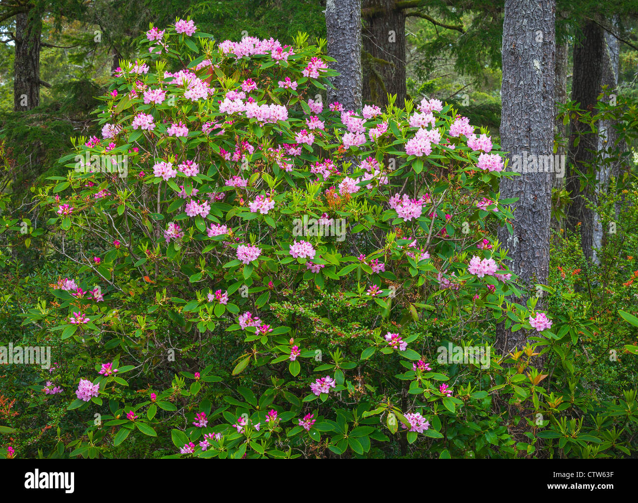 Rhododendron macrophyllum blooming in a pine forest in Siuslaw National