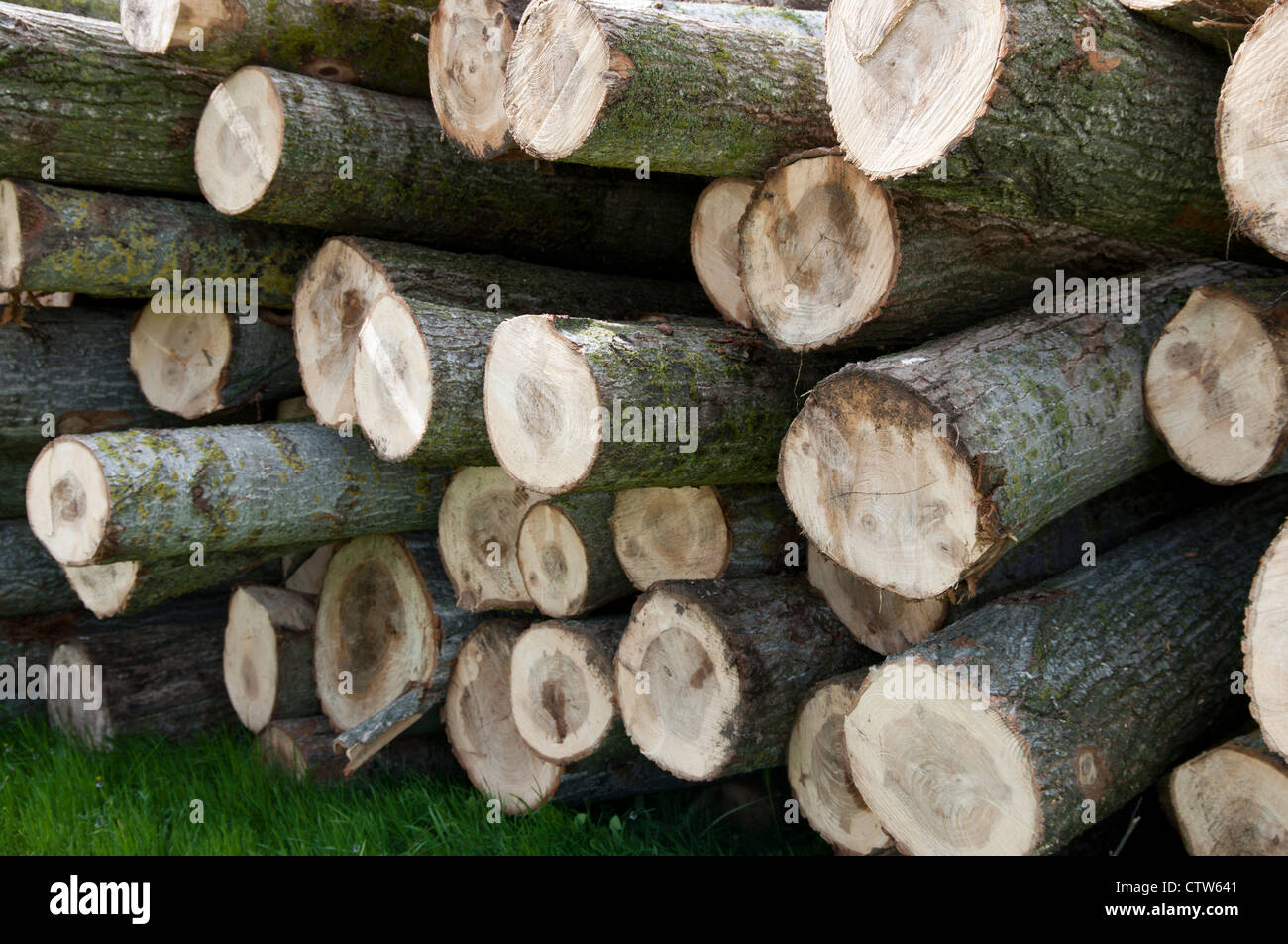 Pile cut logs in montseny hi-res stock photography and images - Alamy
