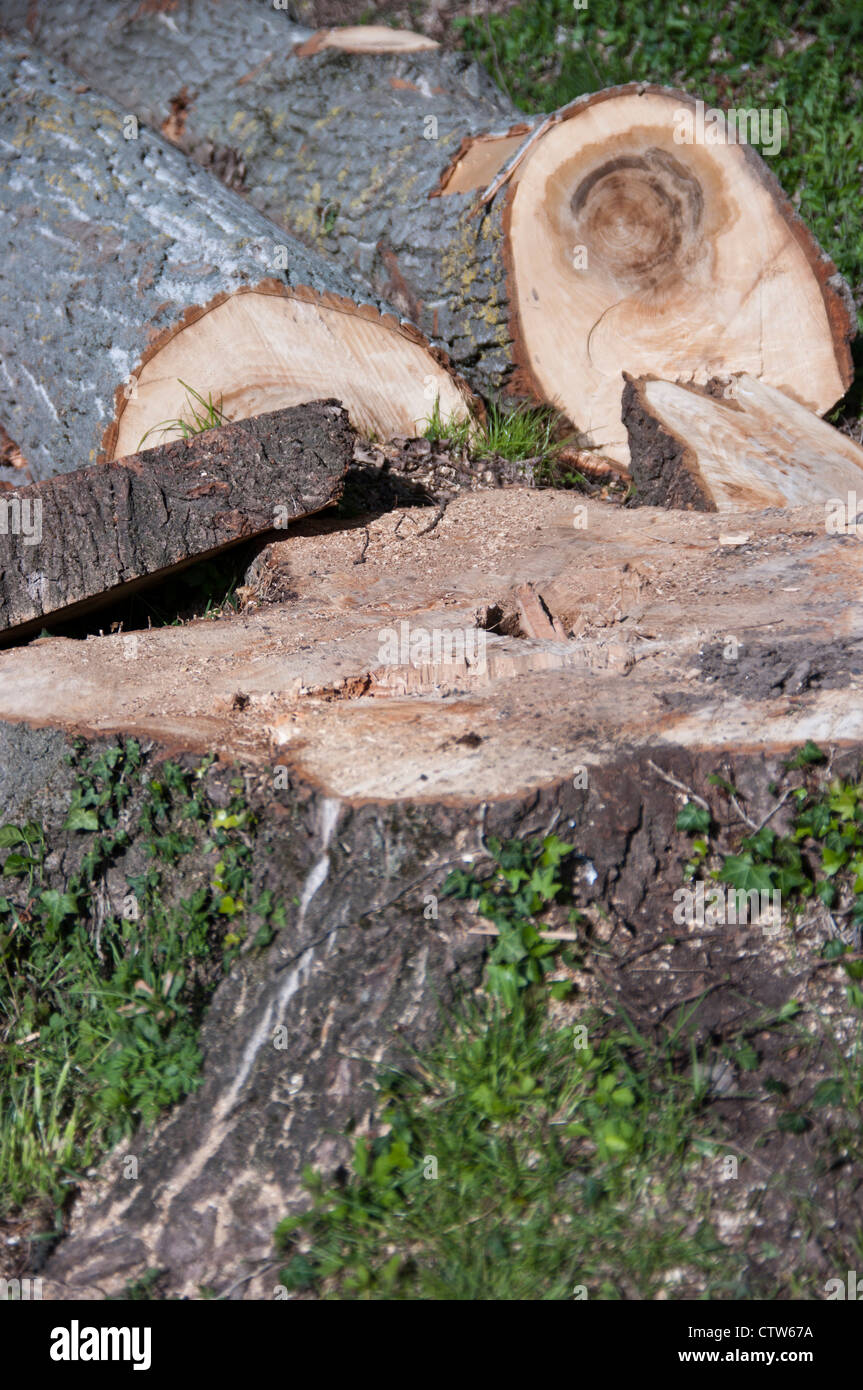 Pile cut logs in montseny hi-res stock photography and images - Alamy