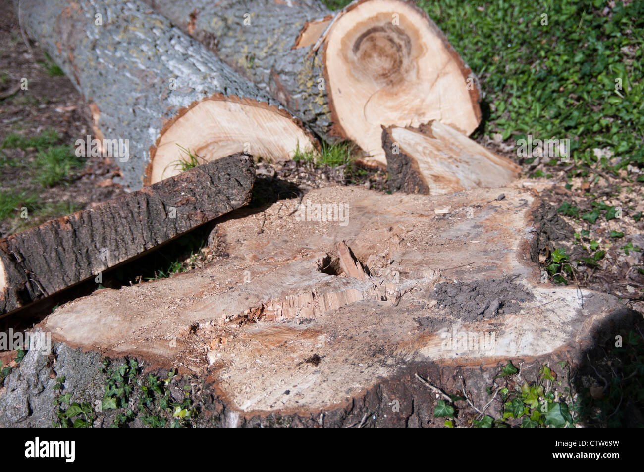 Pile cut logs in montseny hi-res stock photography and images - Alamy