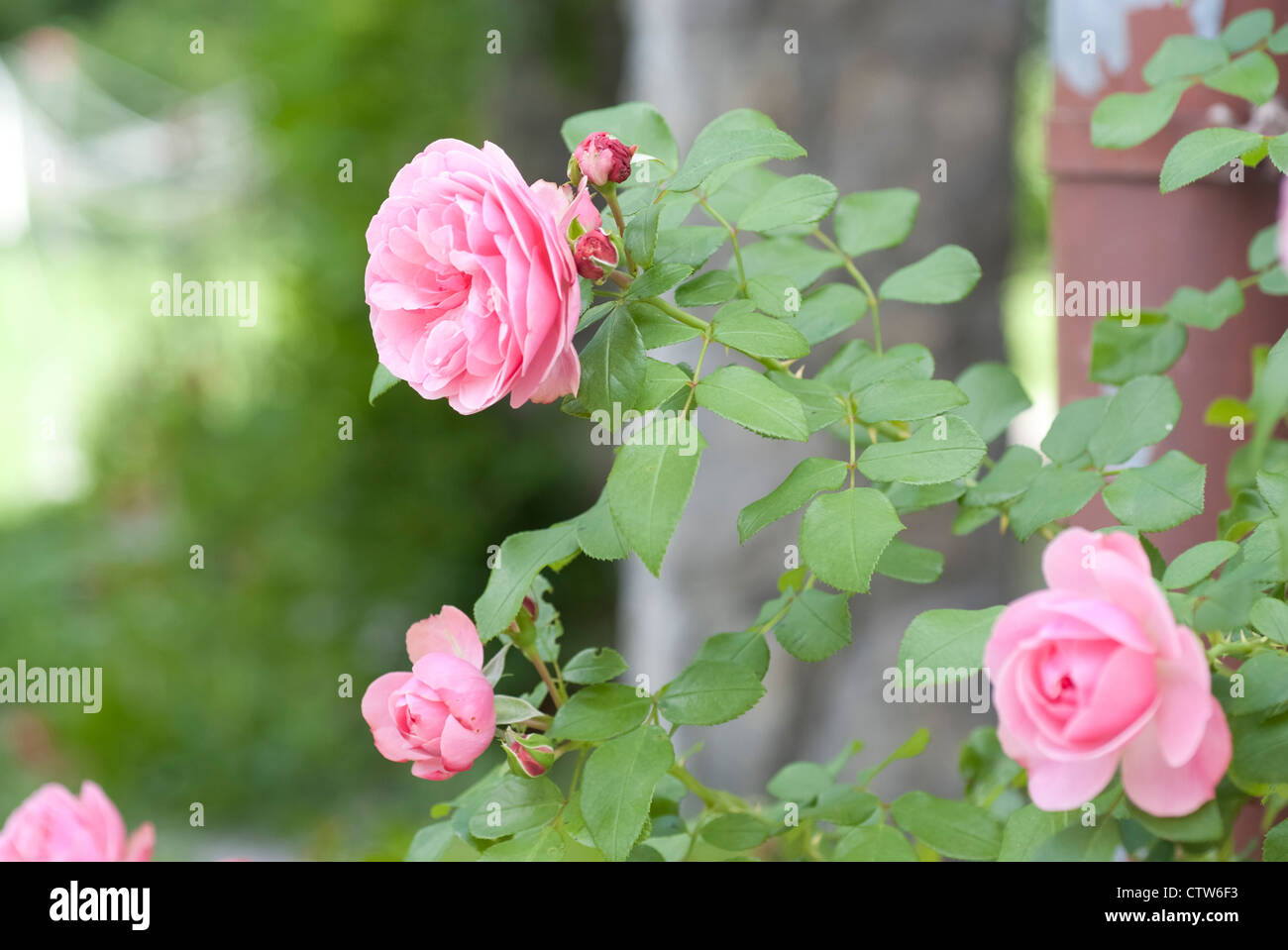 Bush of pink colored roses in summer garden Stock Photo - Alamy