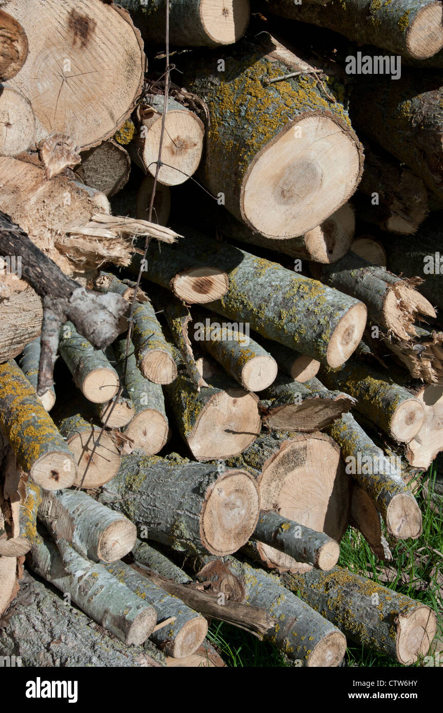 Pile cut logs in montseny hi-res stock photography and images - Alamy