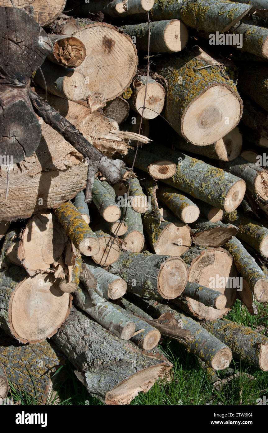 Pile cut logs in montseny hi-res stock photography and images - Alamy