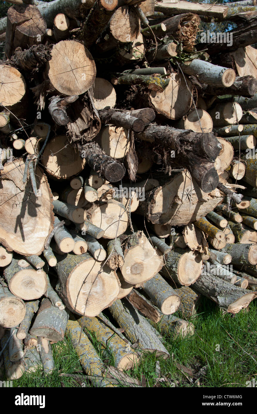 Pile cut logs in montseny hi-res stock photography and images - Alamy