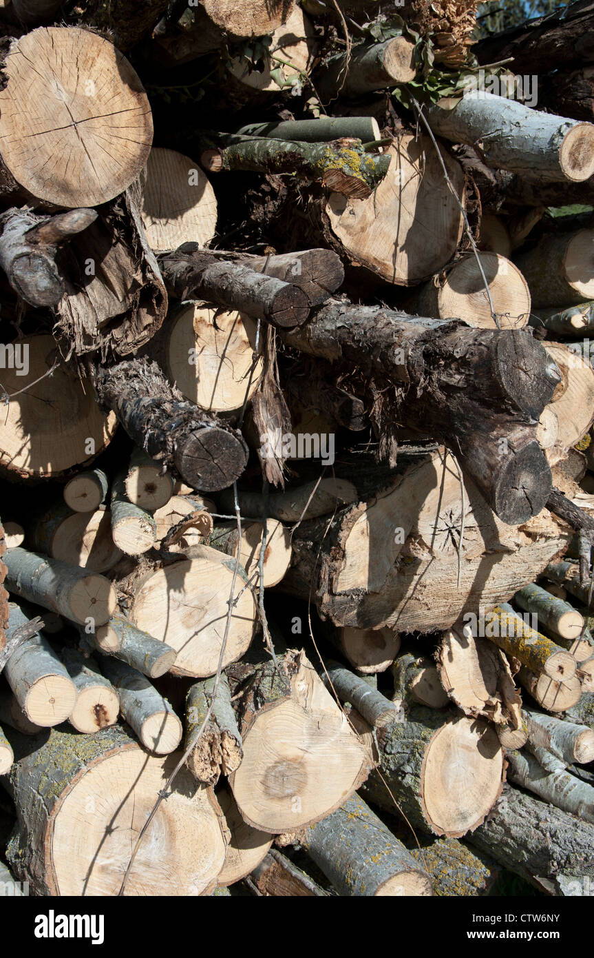 Pile cut logs in montseny hi-res stock photography and images - Alamy