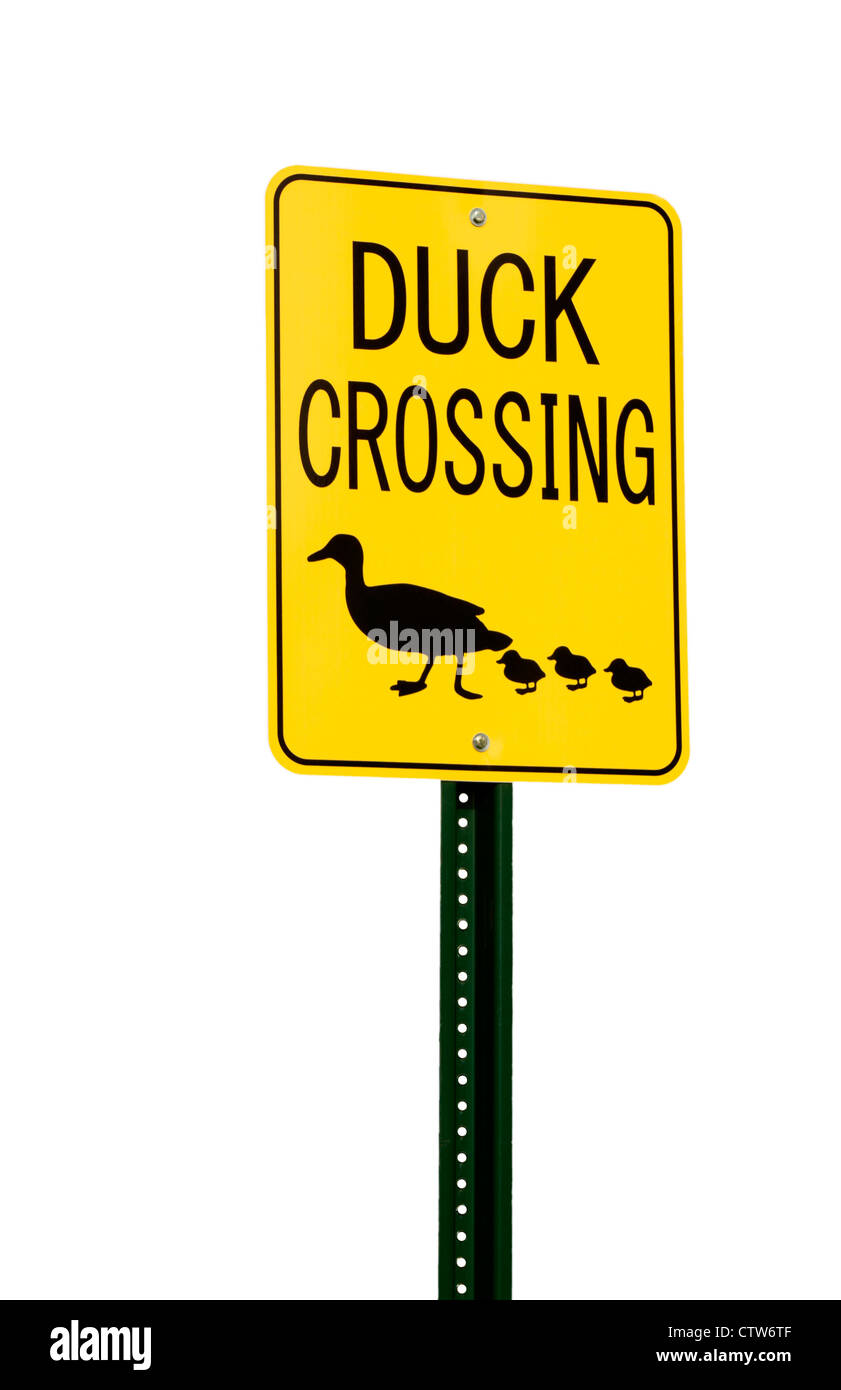 Yellow Duck Crossing traffic or road sign isolated on white background with copy space. Stock Photo