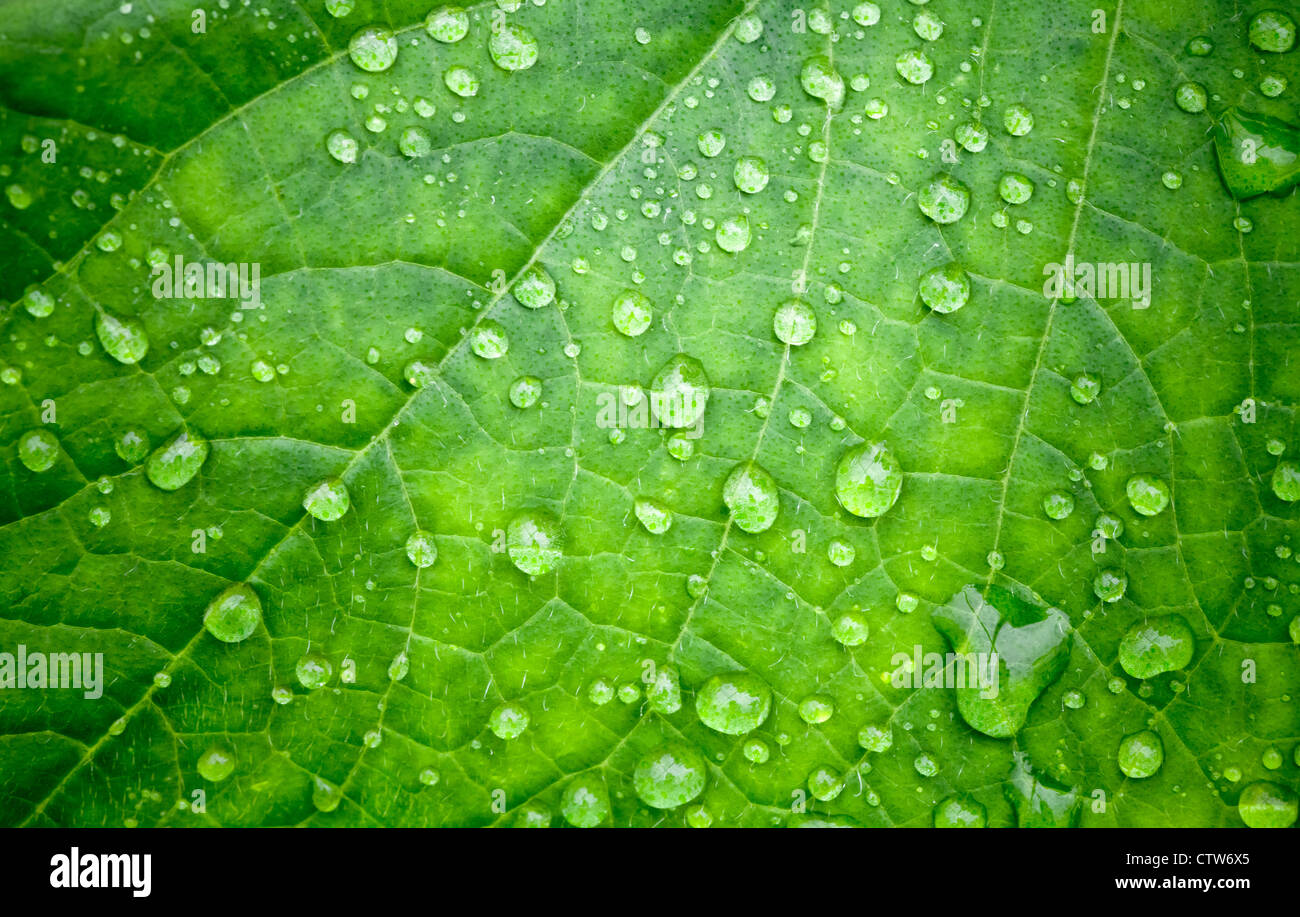 Natural green background with leaf and drops of water Stock Photo - Alamy