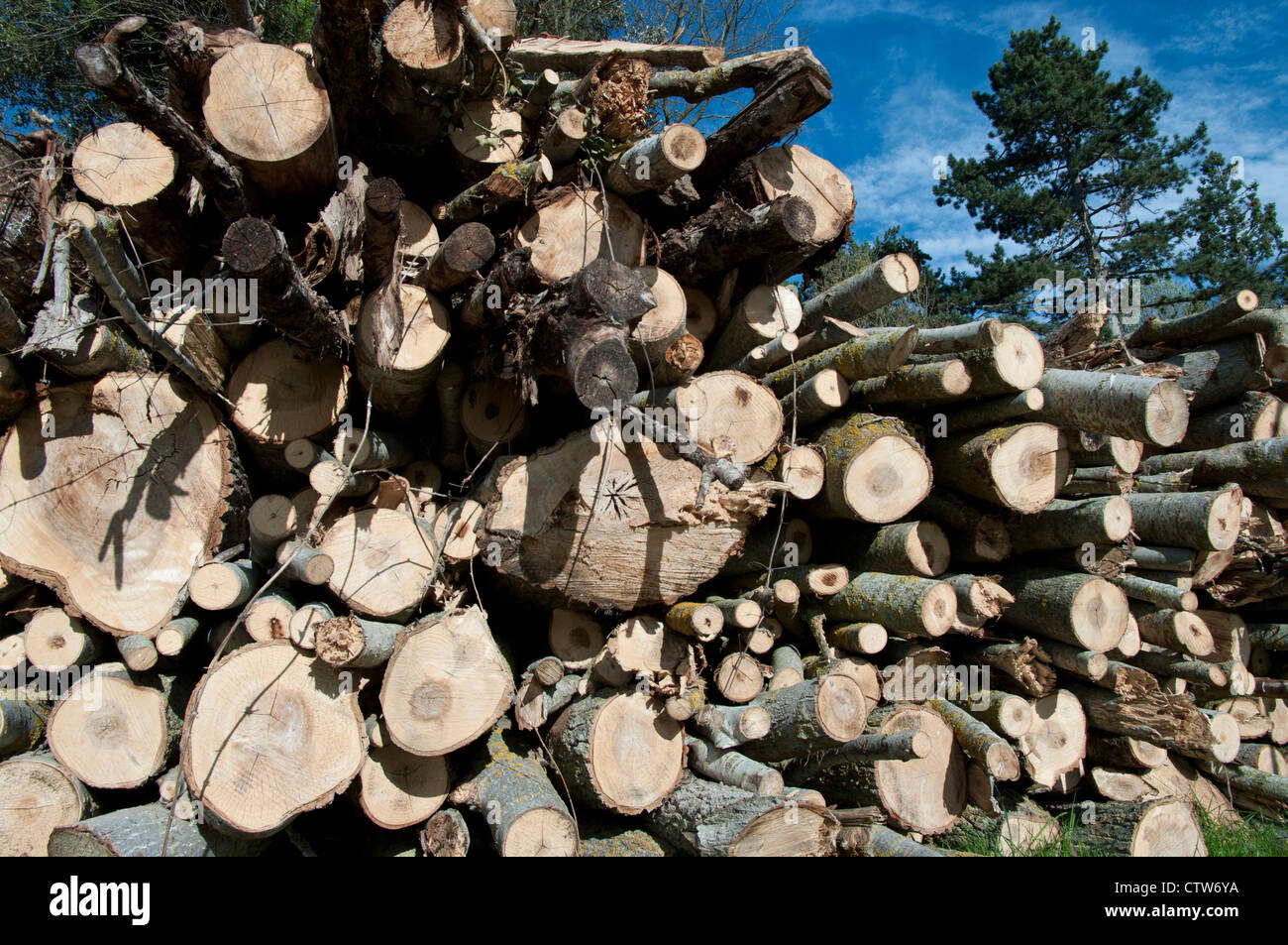 Pile cut logs in montseny hi-res stock photography and images - Alamy