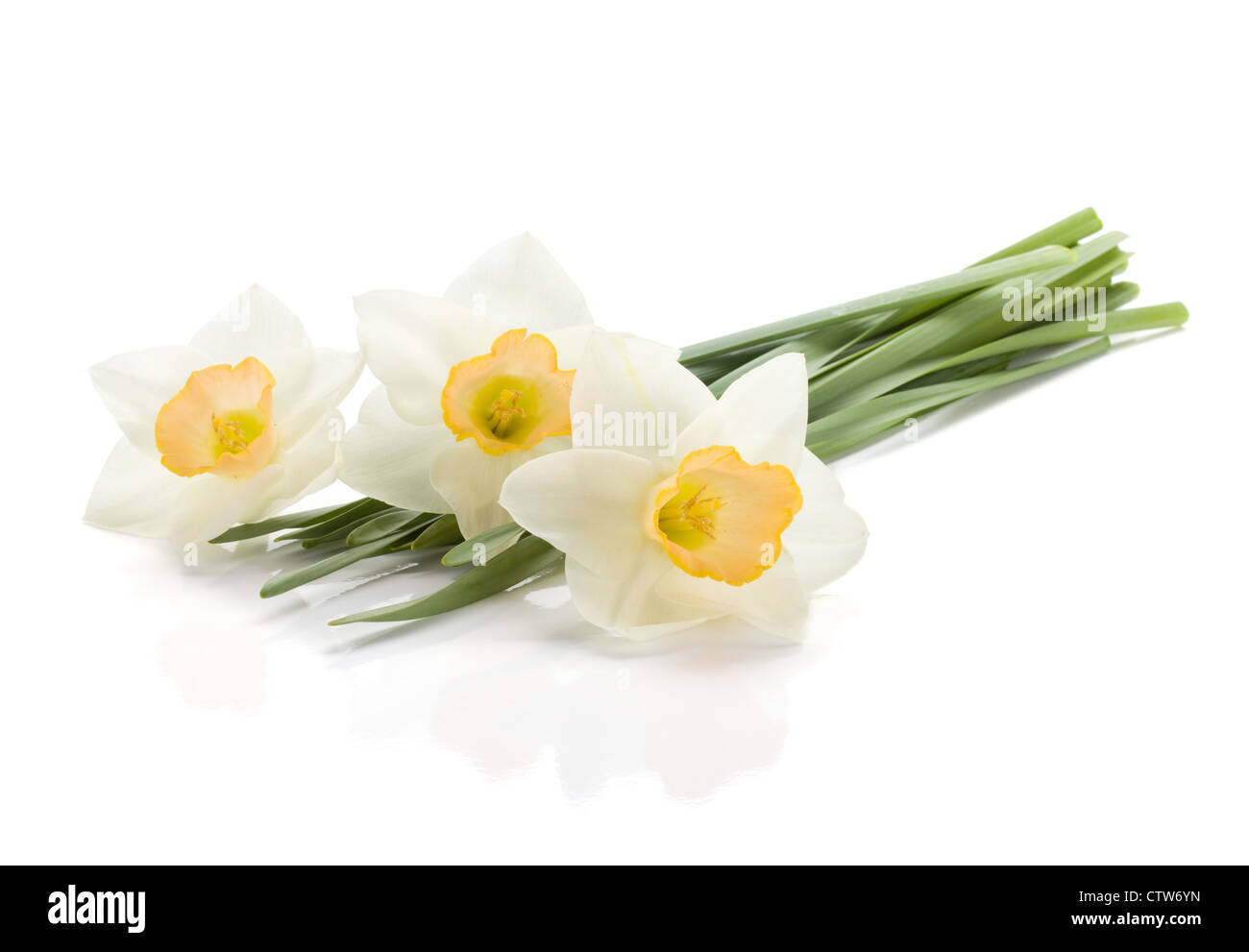 Three lying daffodils. Isolated on white background Stock Photo - Alamy
