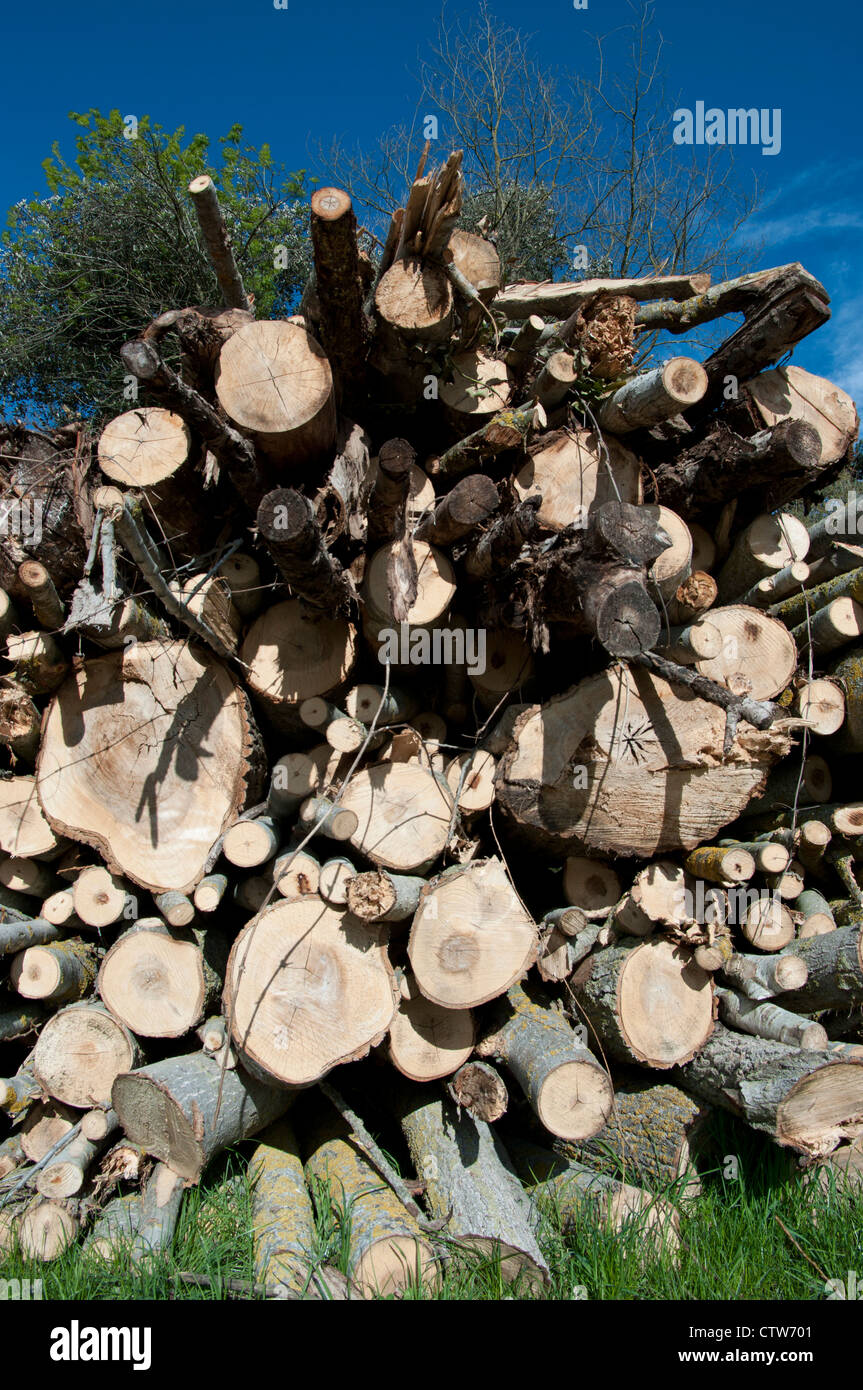 Pile cut logs in montseny hi-res stock photography and images - Alamy