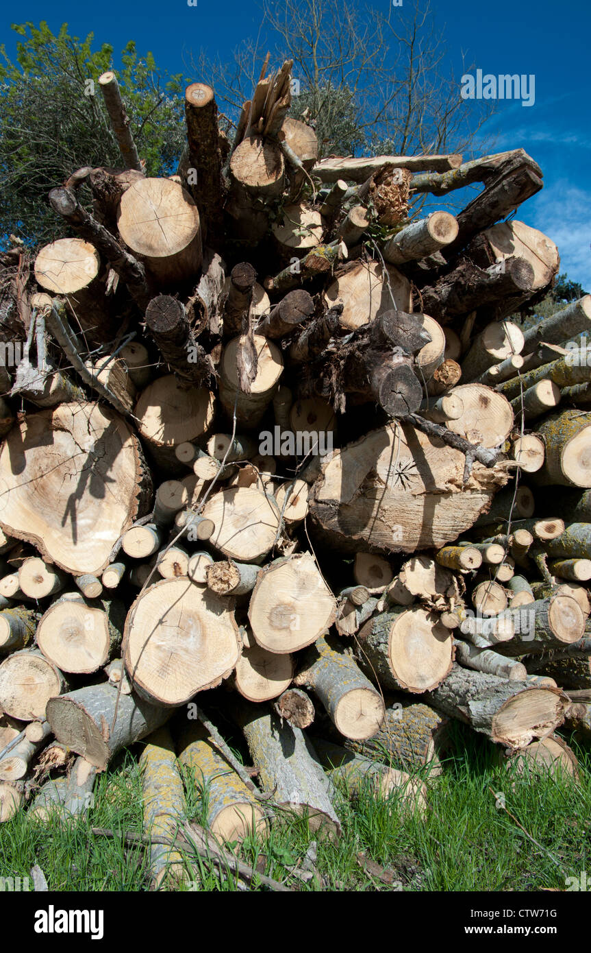 Pile cut logs in montseny hi-res stock photography and images - Alamy