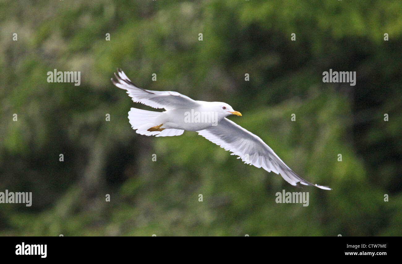 A seagull flies peacefully in front of a green backdrop. Stock Photo