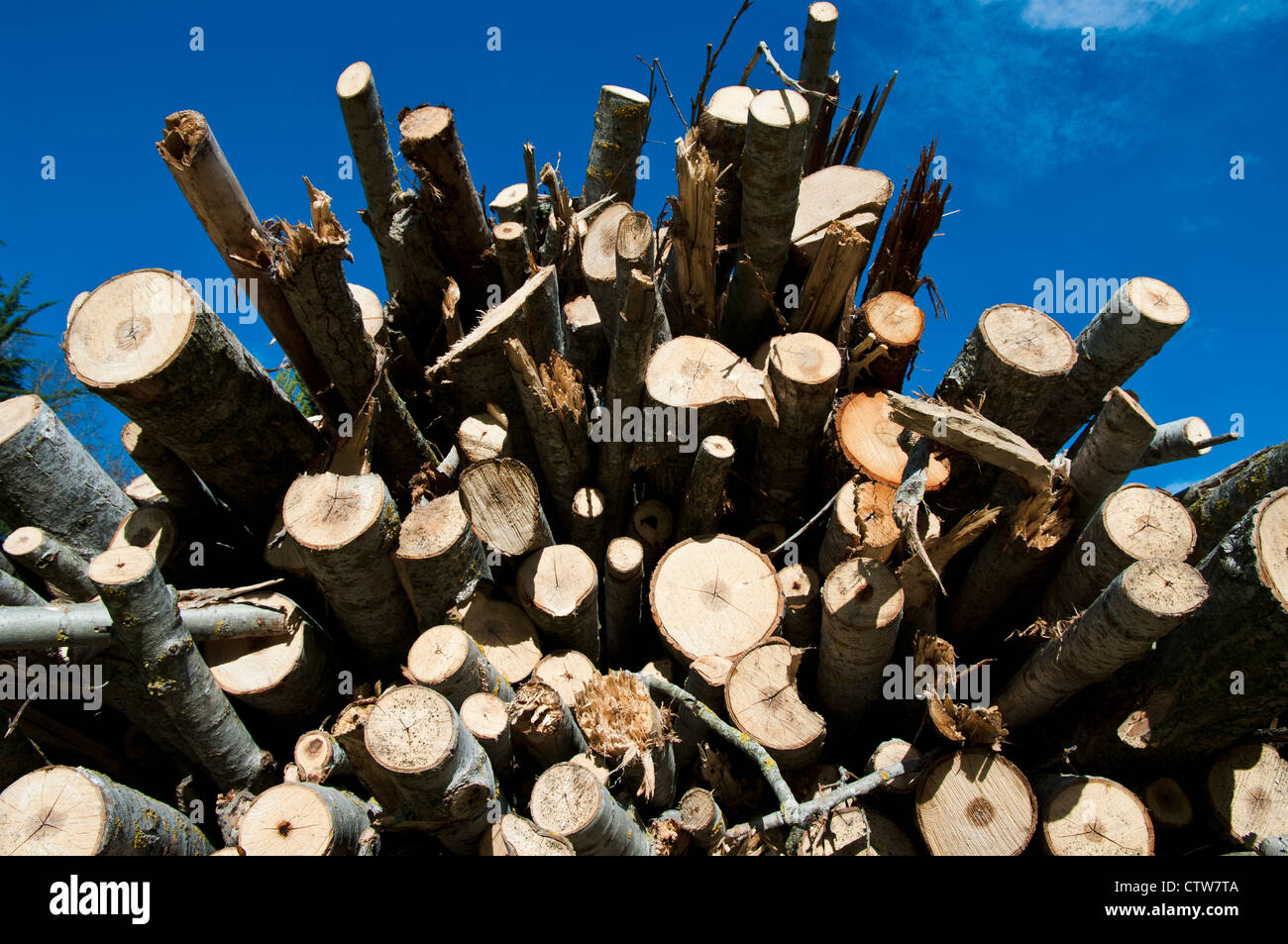 Pile cut logs in montseny hi-res stock photography and images - Alamy