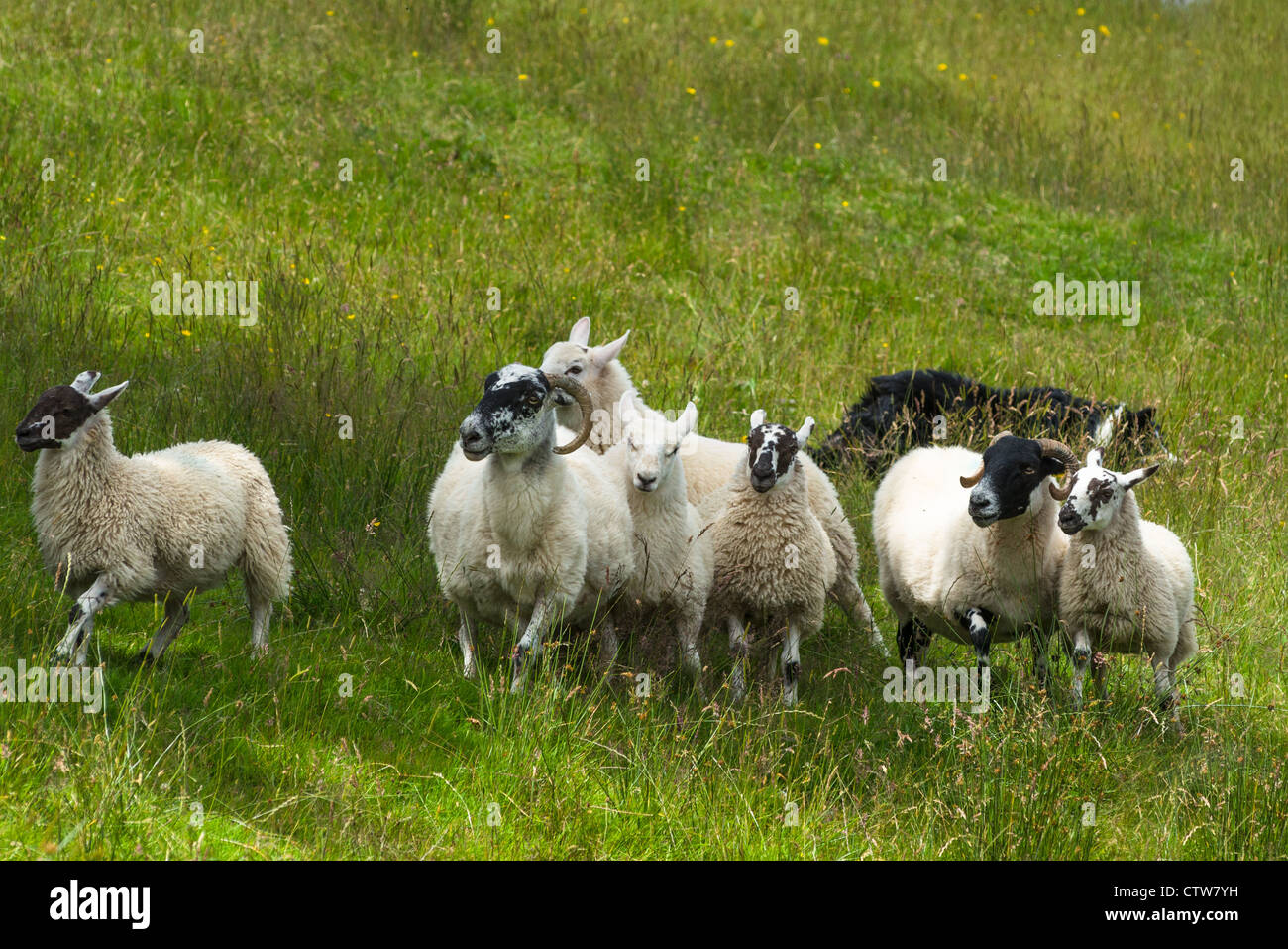 Sheep herding on the edge of the village of Carrick in south Donegal, Republic of Ireland. Stock Photo