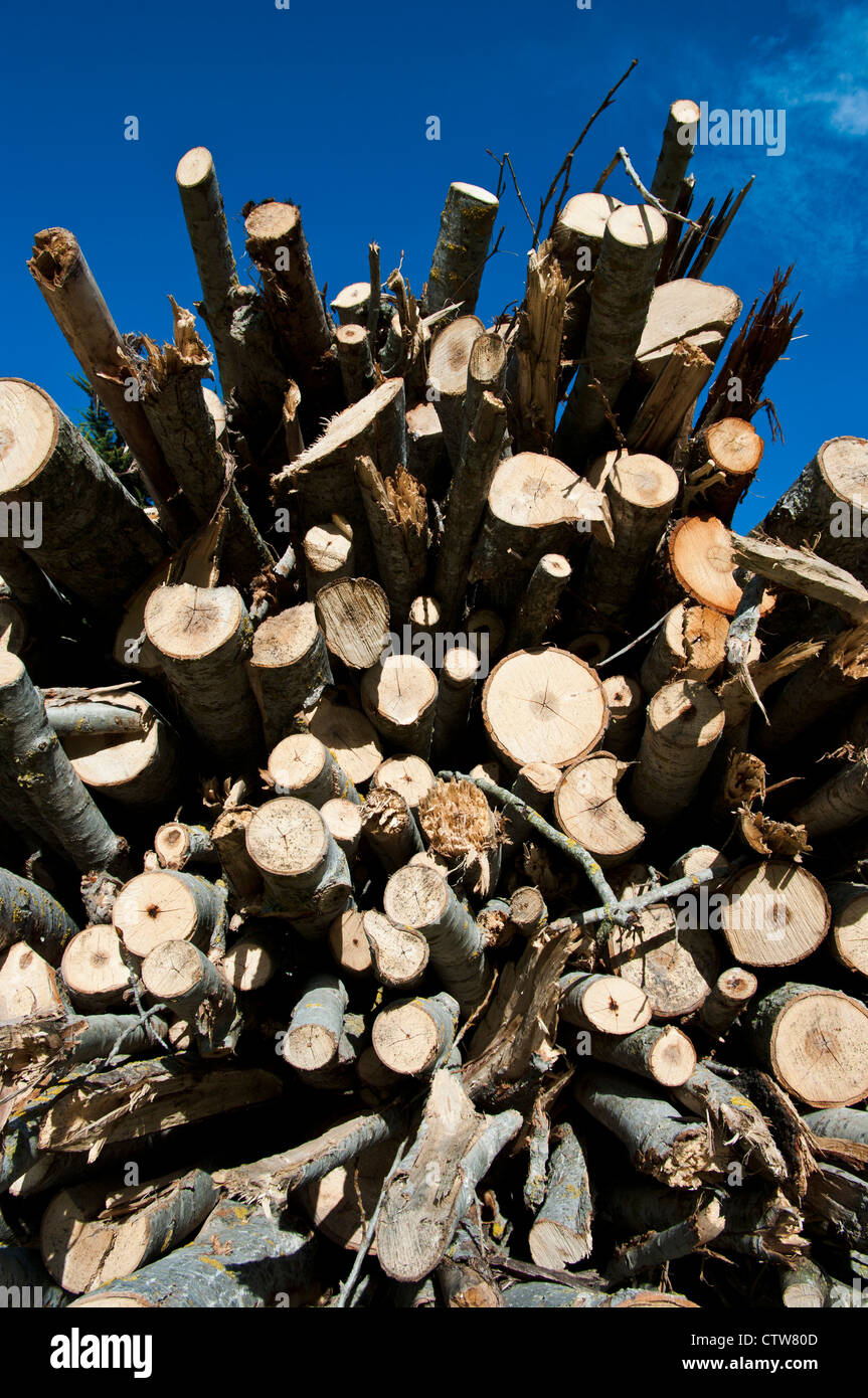 Pile cut logs in montseny hi-res stock photography and images - Alamy