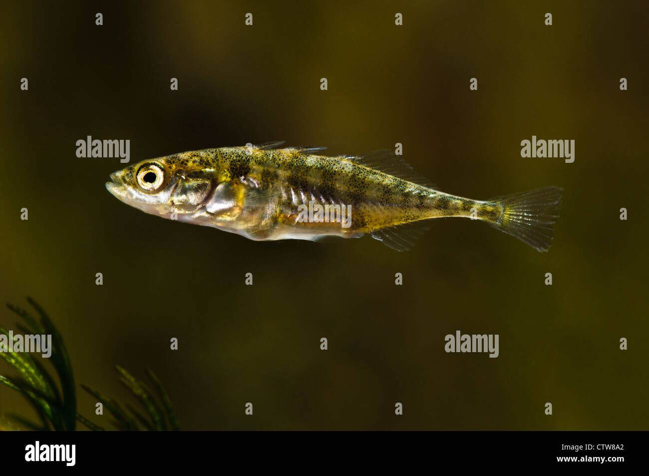 A three-spined stickleback (Gasterosteus aculeatus) at Wat Tyler Country Park, Essex. April. Stock Photo