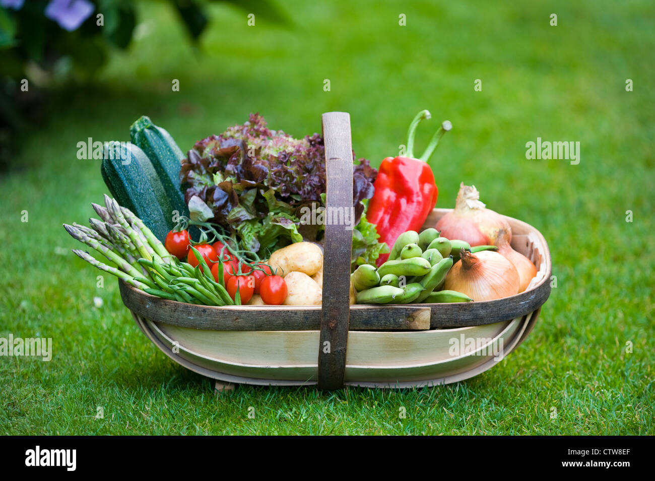 freshly harvested home grown british vegetables in a wooden trug Stock ...